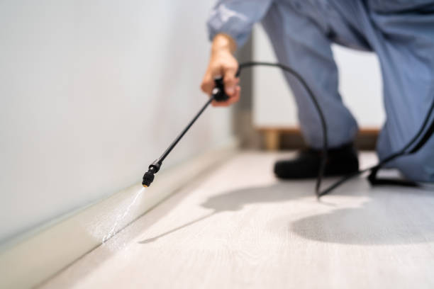 Best Wasp Removal Services  in Linton Hall, VA