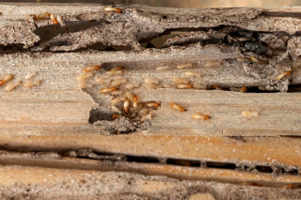Best Bed Bug Extermination  in Linton Hall, VA